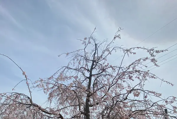 おの桜づつみ回廊の写真・動画_image_1323785