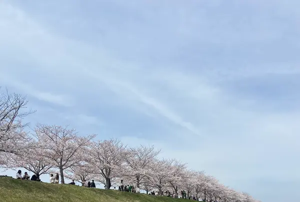 おの桜づつみ回廊の写真・動画_image_1323789
