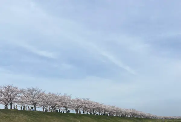 おの桜づつみ回廊の写真・動画_image_1323790