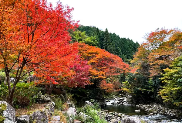 滝ノ口河川公園の写真・動画_image_1327849