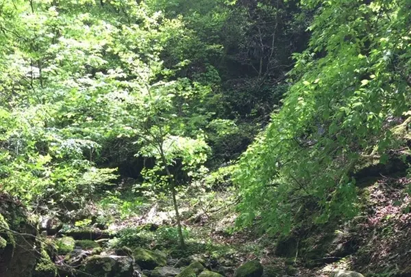 御岳岩石園ロックガーデンの写真・動画_image_1360766