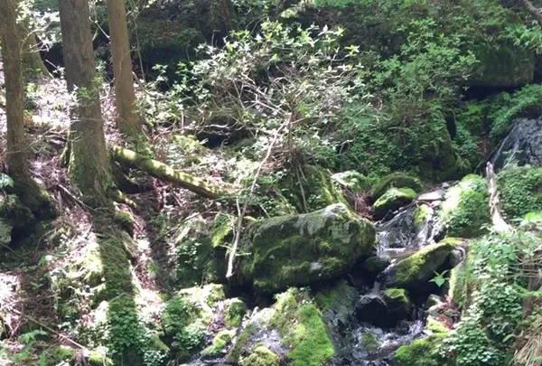 御岳岩石園ロックガーデンの写真・動画_image_1360768