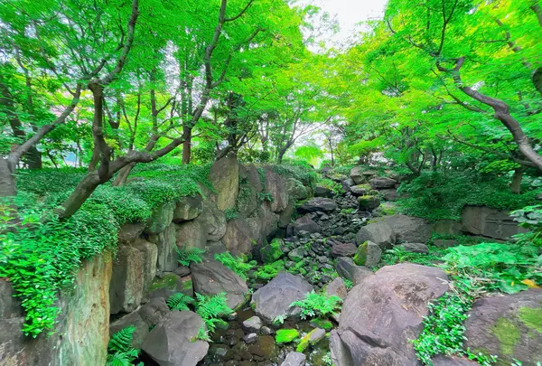 中自然の森の写真・動画_image_1369321