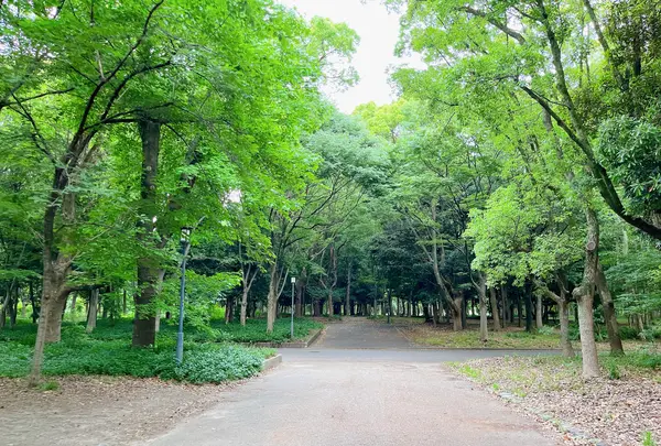 市民の森（大阪城公園内）の写真・動画_image_1373813