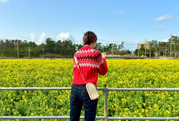 菜の花畑（福ふくの里）の写真・動画_image_1560243