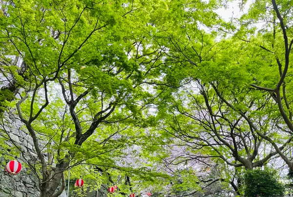 唐津城の写真・動画_image_1591844
