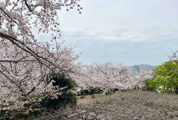 唐津城の写真・動画_image_1591848