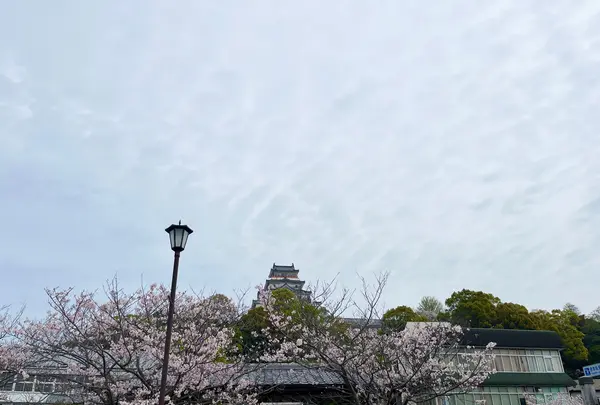 唐津城の写真・動画_image_1591849