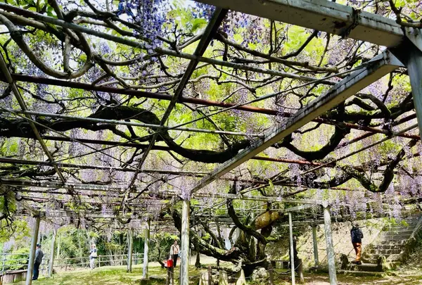 長正司公園 大藤棚の写真・動画_image_1596647