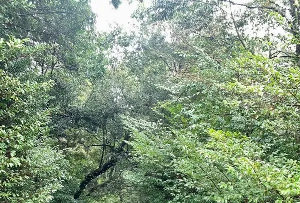 東霧島神社の写真・動画_image_1606311