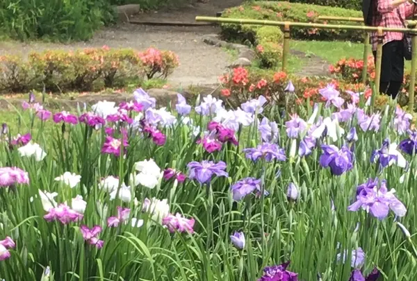 二の丸庭園の写真・動画_image_1610639