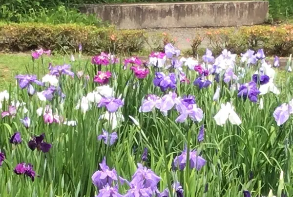 二の丸庭園の写真・動画_image_1610641