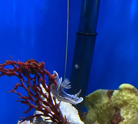 しながわ水族館の写真・動画_image_1672701