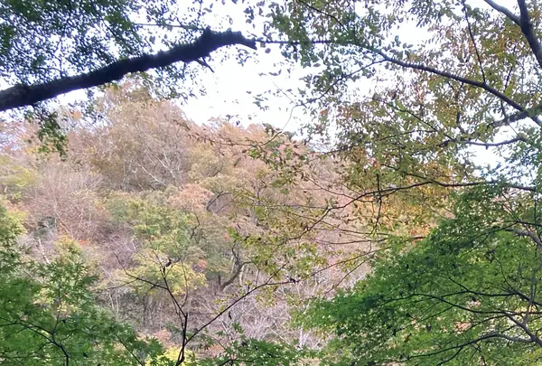花貫渓谷の写真・動画_image_1716260