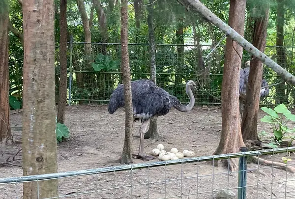ネオパークオキナワの写真・動画_image_1732561