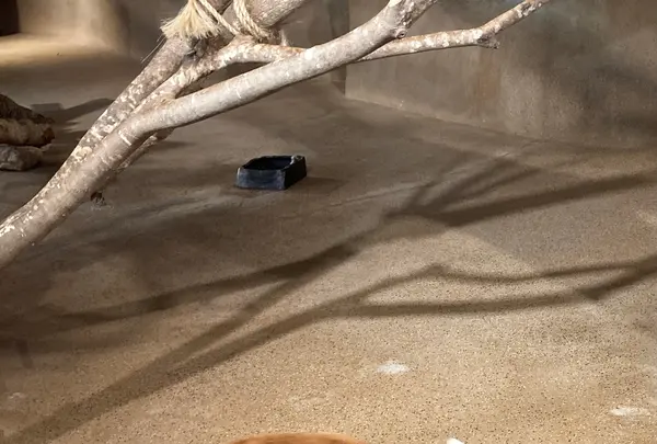 ネオパークオキナワの写真・動画_image_1732563