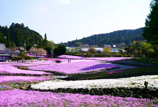 三田市の芝桜 花のじゅうたんとお蕎麦を巡る旅 Holiday ホリデー
