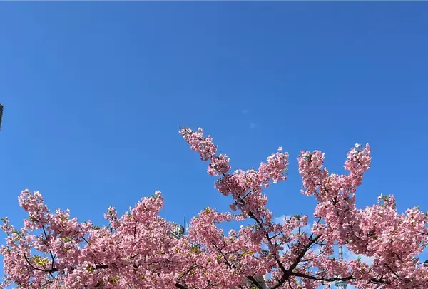 錦糸公園の河津桜の写真・動画_image_1786892