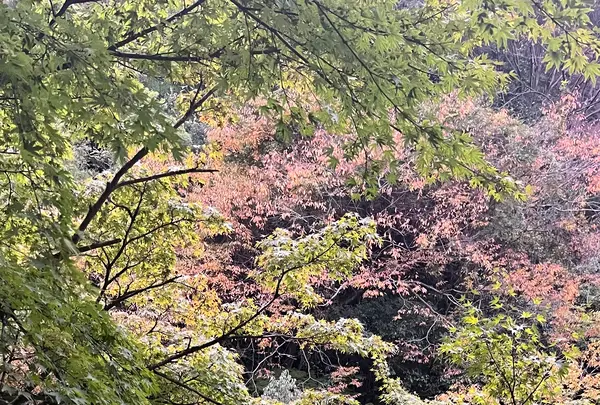 紫雲荘の写真・動画_image_1799450