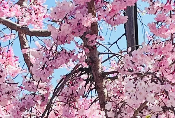 名古屋城の写真・動画_image_1805242