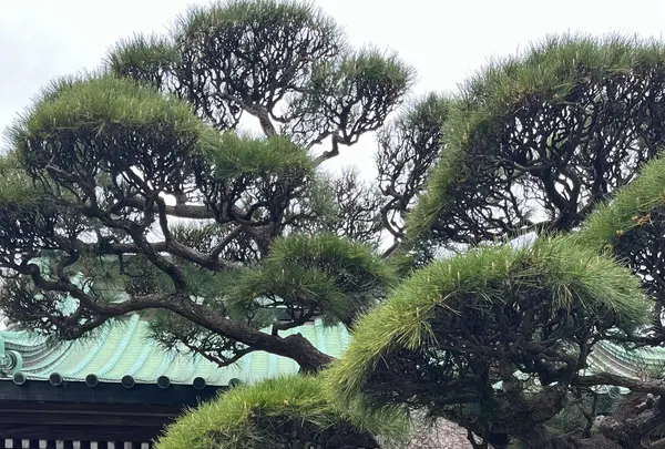 長谷寺の写真・動画_image_1818653