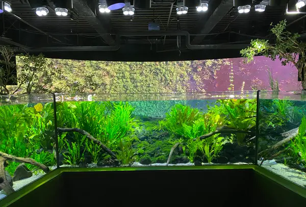 カワスイ川崎水族館の写真・動画_image_1820612