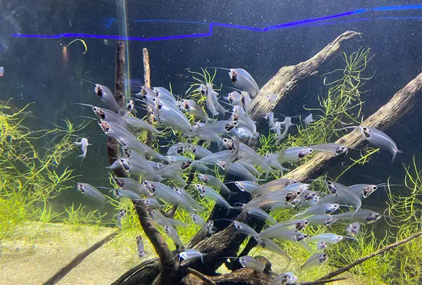 カワスイ川崎水族館の写真・動画_image_1820613