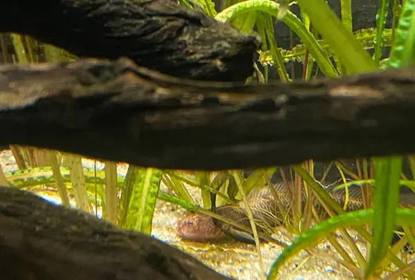 カワスイ川崎水族館の写真・動画_image_1820614