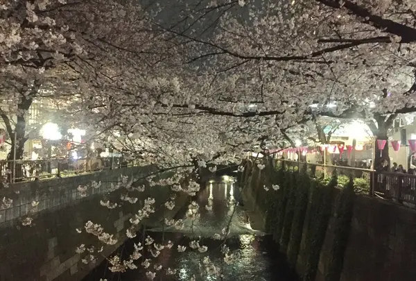 目黒川の桜並木の写真・動画_image_227228