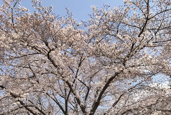 さいたま市　市民の森の写真・動画_image_227966