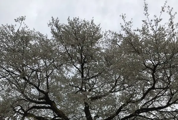 平家一本桜の写真・動画_image_228057