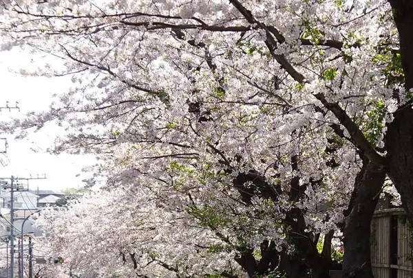 鎌倉山の写真・動画_image_232596