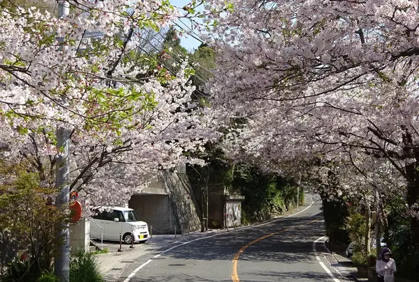 鎌倉山の写真・動画_image_232597