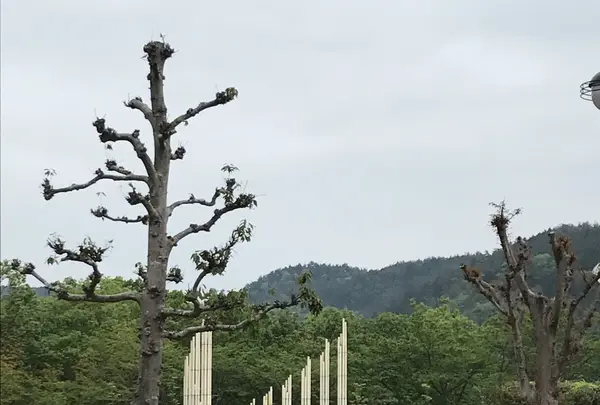 杉原千畝記念館の写真・動画_image_235745
