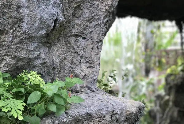 茨城県植物園の写真・動画_image_254768
