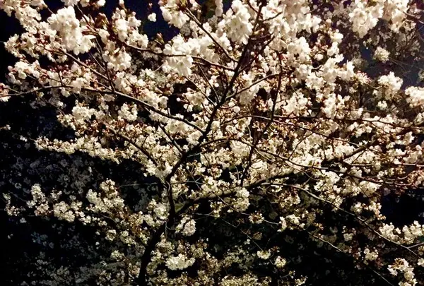 目黒川の桜並木の写真・動画_image_306265