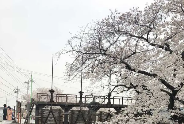 小江戸川越春の舟遊の写真・動画_image_307913