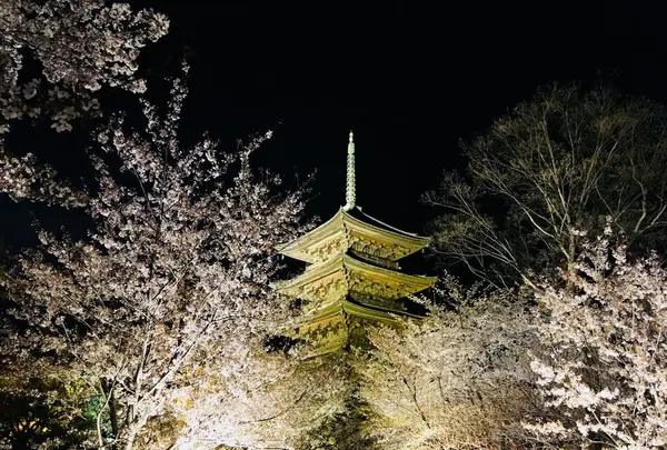 東寺（教王護国寺）の写真・動画_image_311719