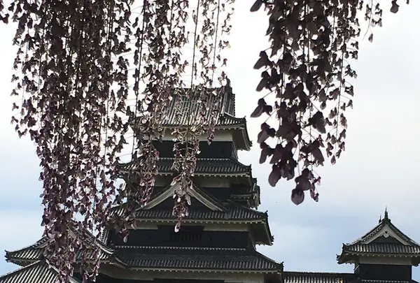 松本城の写真・動画_image_318977