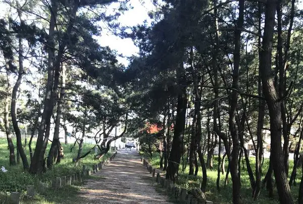生の松原海岸森林公園の写真・動画_image_319192