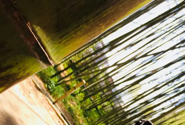 嵐山 竹林の小径の写真・動画_image_324880