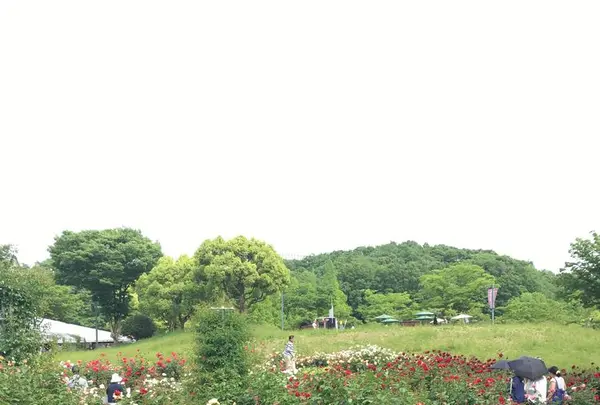 花フェスタ記念公園の写真・動画_image_325153