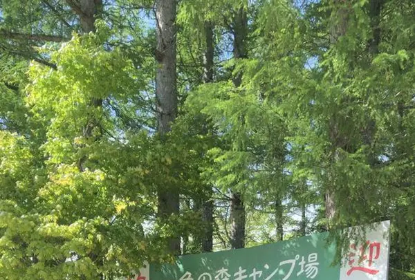 飛騨荘川 一色の森キャンプ場の写真・動画_image_326633