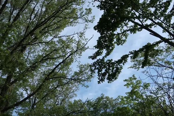 飛騨荘川 一色の森キャンプ場の写真・動画_image_326634