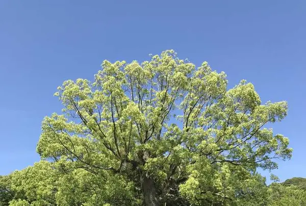 宗像大社の写真・動画_image_327581