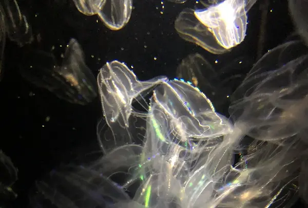 鶴岡市立加茂水族館（クラゲドリーム館）の写真・動画_image_331436