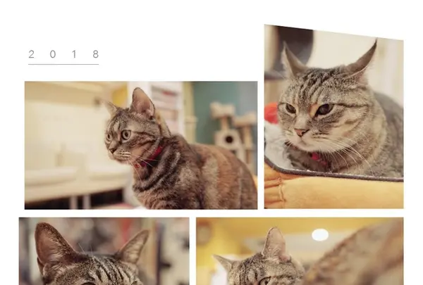 猫まるカフェ 上野店の写真・動画_image_342404