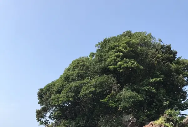 荒平天神の写真・動画_image_408041