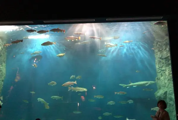 サケのふるさと 千歳水族館の写真・動画_image_441353