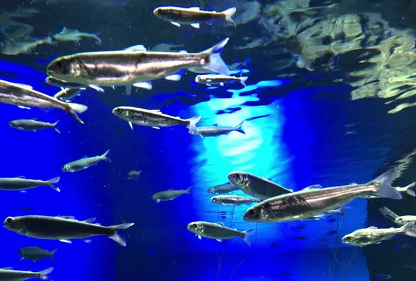 サケのふるさと 千歳水族館の写真・動画_image_441356